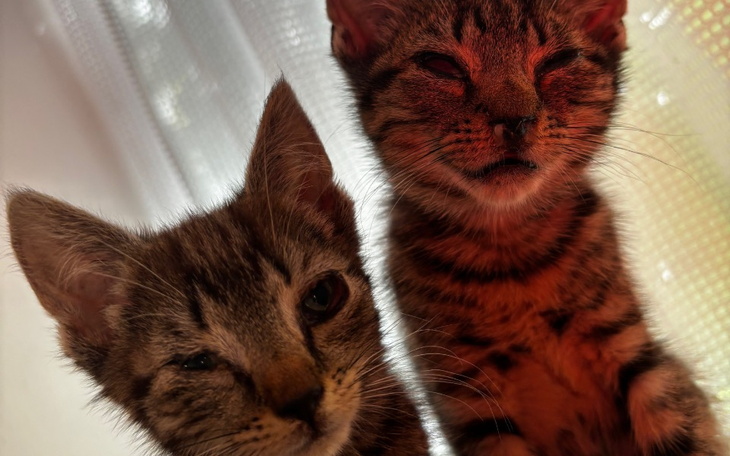 Zbiórka Miluś i Mila potrzebują na leki - zdjęcie główne