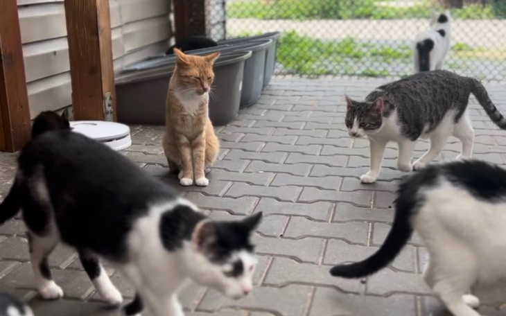 Zbiórka Wsparcie schroniska Fauna - zdjęcie główne