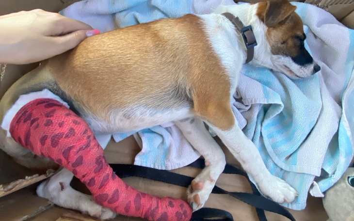 Zbiórka Ponowna operacja łapy - zdjęcie główne