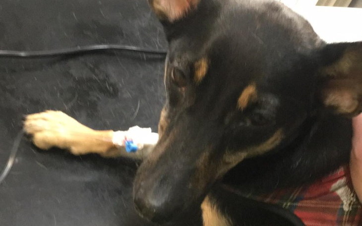 Zbiórka Zbiórka na leczenie psinki. - zdjęcie główne