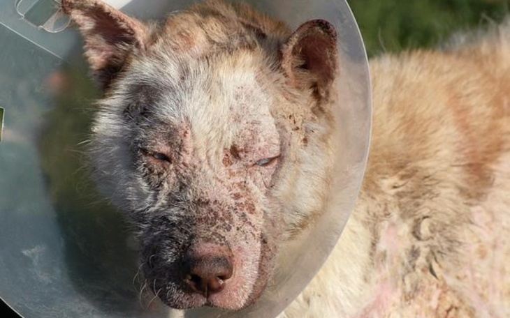 Zbiórka Zbiórka urodzinowa-ratujmy psy - zdjęcie główne