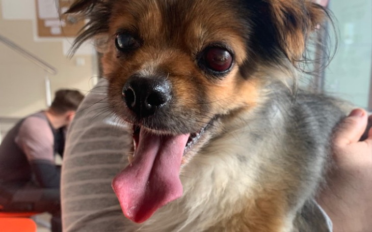 Zbiórka Leczenie zaćmy cukrzycowej - zdjęcie główne