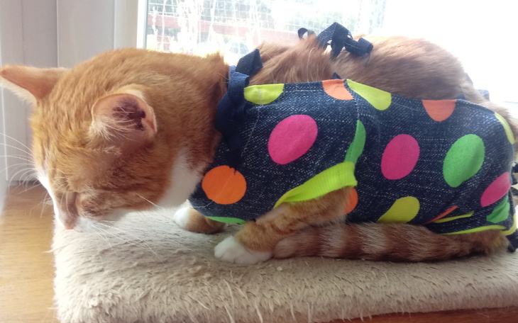 Zbiórka Srajto - leczenie - zdjęcie główne