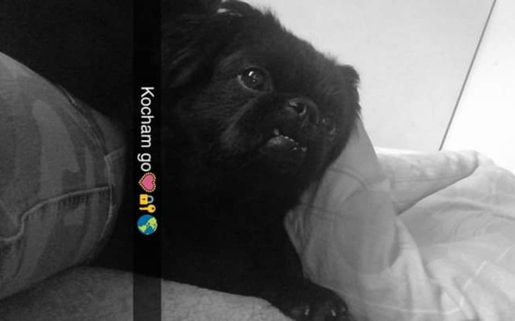 Zbiórka Pomoc dla mojego pieska operacja - zdjęcie główne