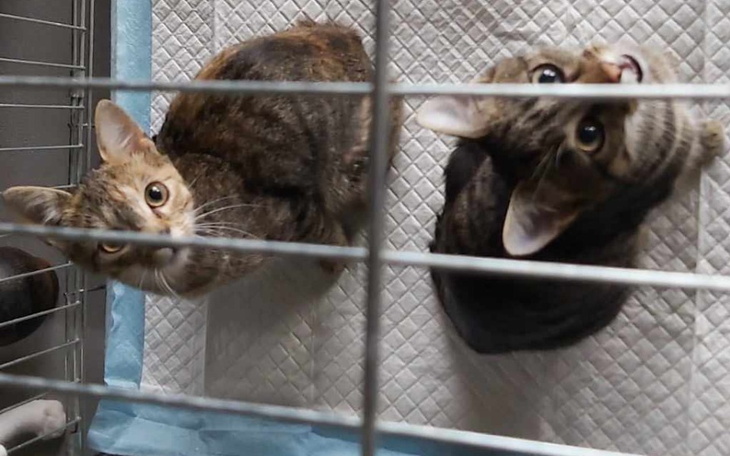 Zbiórka Kiki i Goja wyrzucone w lesie - zdjęcie główne