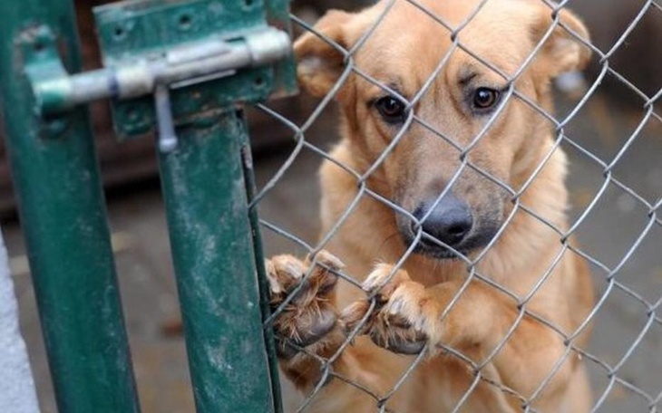 Zbiórka Zbieramy na karme - zdjęcie główne