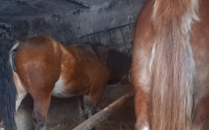 Dwa konie w stajni, jedno z nich widoczne z tyłu.