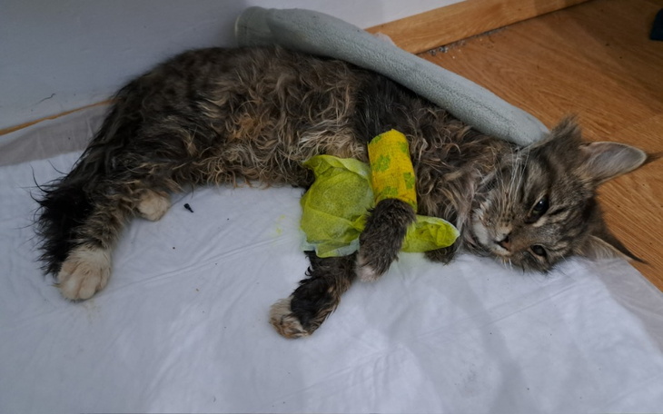 Zbiórka Ratujmy Rysia - zdjęcie główne