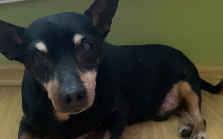 Czarny pies leżący na podłodze, patrzący w obiektyw.