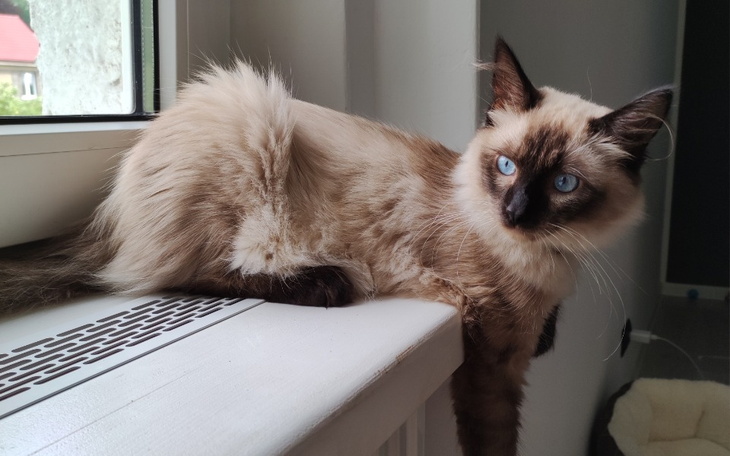 Zbiórka Nowe życie dla Pedra - zdjęcie główne