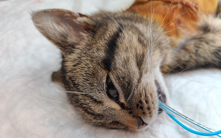 Kot leżący na podłożu, trzymający coś w pyszczku.