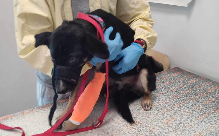 Zbiórka Życie bez bólu, operacja łapy. - zdjęcie główne