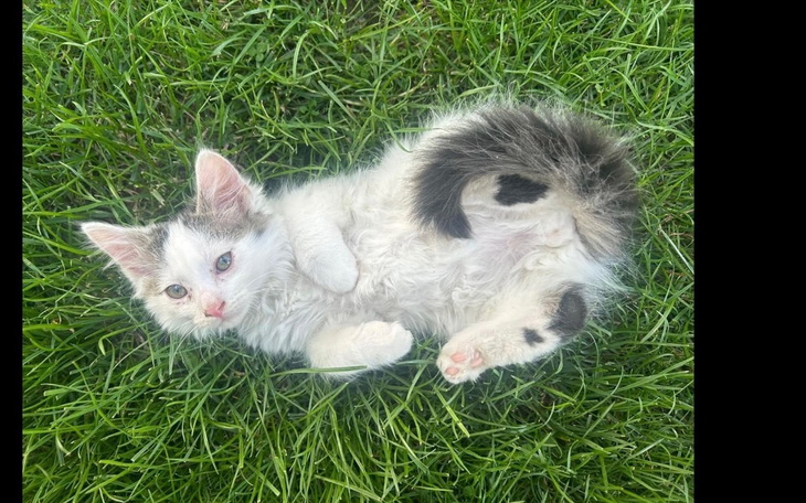 Kotek leżący na trawie, z białym futrem i szarymi łatami.