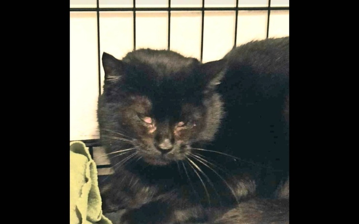 Czarny kot odpoczywający w klatce, z zamkniętymi oczami.