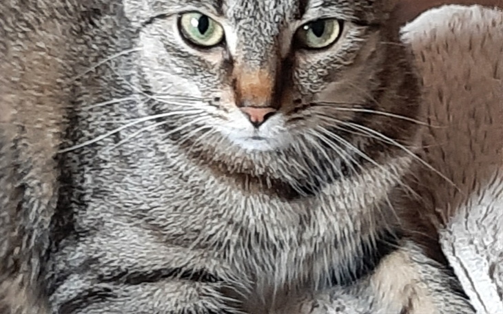 Zbiórka Ratujmy życie Luny, proszę - zdjęcie główne