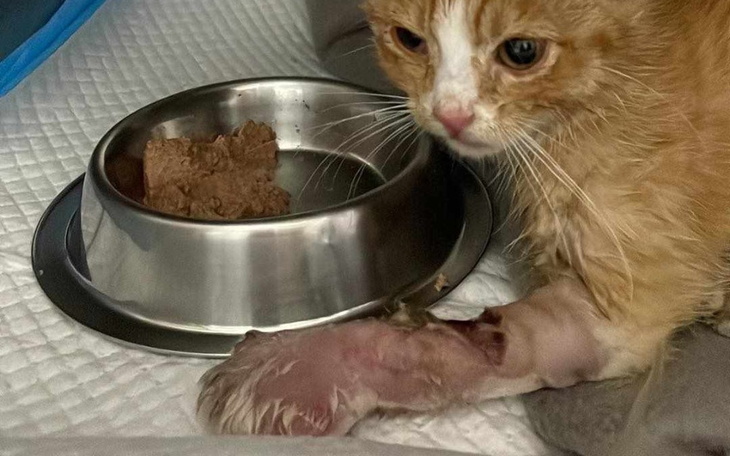 Zbiórka Uratowany w OSTATNIEJ CHWILI - zdjęcie główne