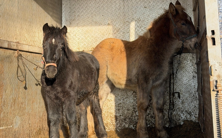 Dwa konie w boksie, jedno czarne, drugie jasnobrązowe.