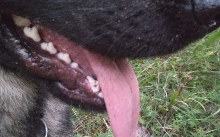 Zbiórka na leczenie zębów Juniora - zdjęcie główne