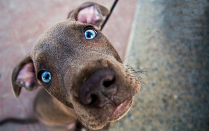 Zbiórka Tworzymy Fundację Happy Doggy - zdjęcie główne