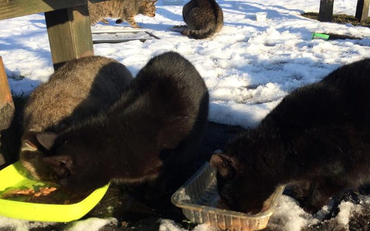 Zbiórka Sąsiedzka akcja sterylizacji - zdjęcie główne
