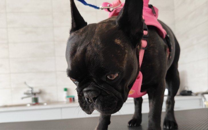 Francuski buldog w różowym szelku, na stole.