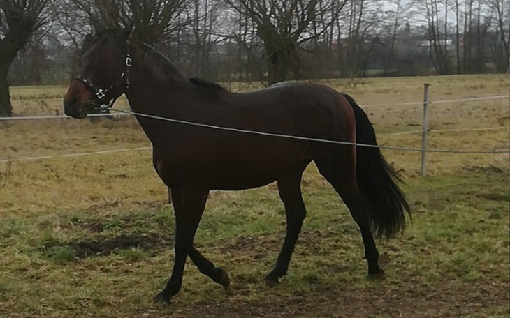 Zbiórka Pomoc dla młodego ogiera - zdjęcie główne