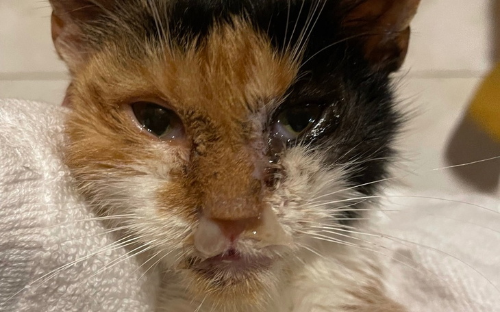 Zbiórka Cena pomocy - zdjęcie główne