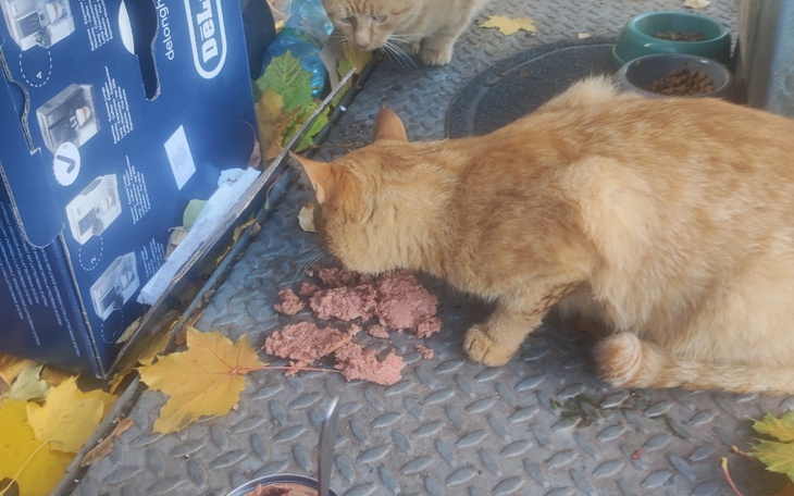 Kot jedzący karmę na tle liści jesiennych.