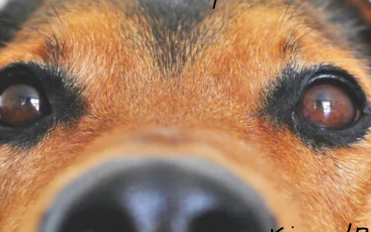 Zbliżenie na psa z brązowym futrem i dużymi oczami.