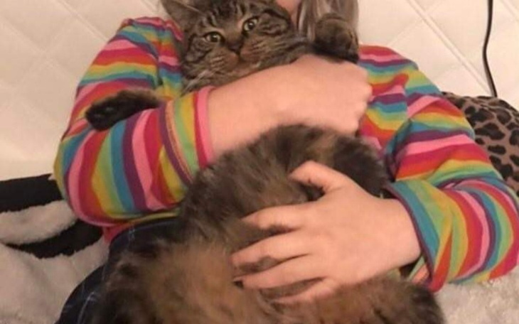 Zbiórka Na jedzenie dla kotka ze schroni - zdjęcie główne