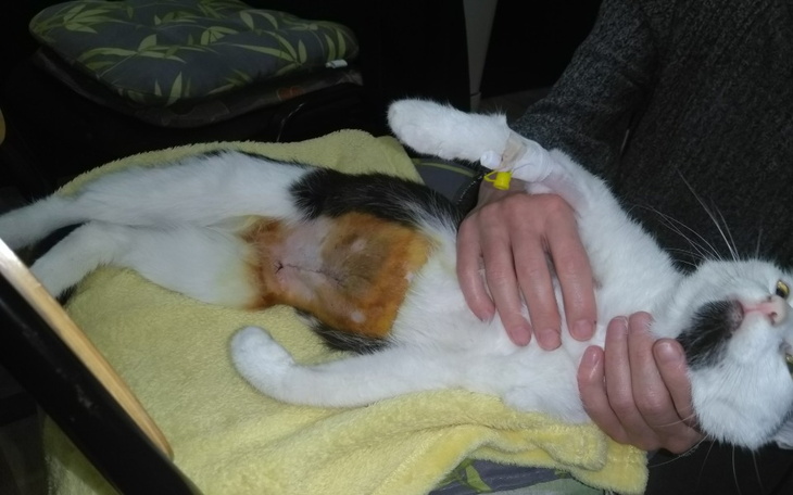 Zbiórka Edzio błaga o trzecią szansę - zdjęcie główne