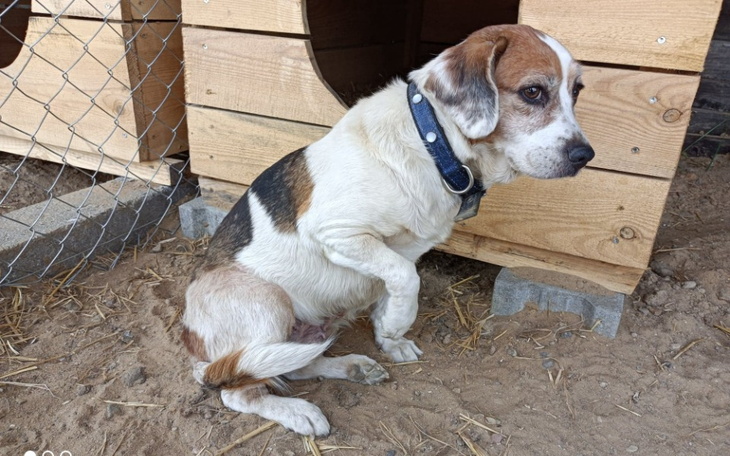 Zbiórka Łaciata - zdjęcie główne