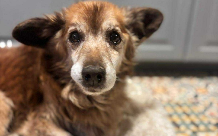 Starszy pies z wyrazem mądrości na twarzy.