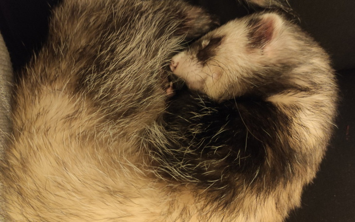 Słodki fretka śpiący w kłębie futra.