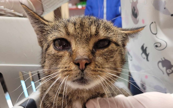 Zbiórka Na ratunek Stelli - zdjęcie główne