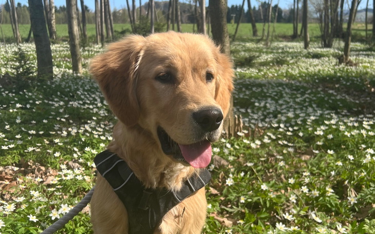 Złoty retriever w lesie, otoczony białymi kwiatami.