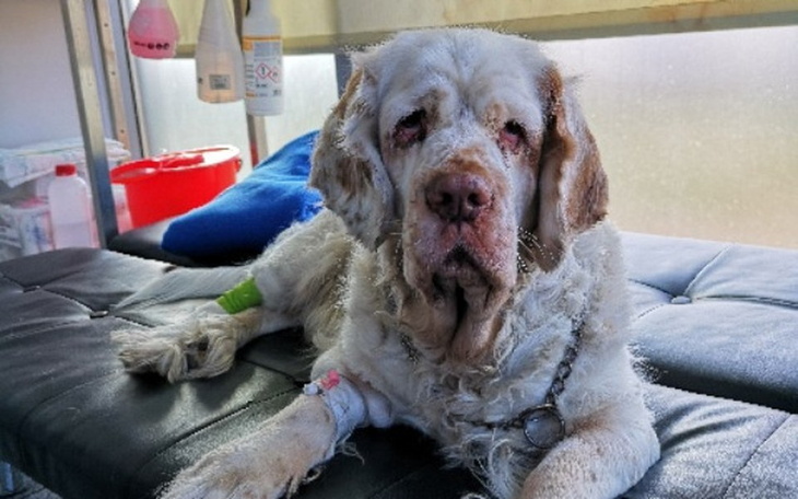 Zbiórka Ratunek dla Lalki - zdjęcie główne