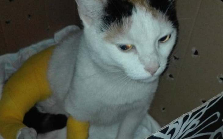 Zbiórka Leczenie Psotki - zdjęcie główne