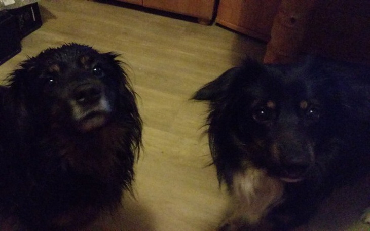 Zbiórka Karma dla zwierząt,dajmy miłość - zdjęcie główne