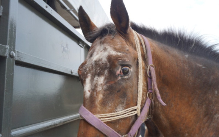 Zbiórka Niewidomy Pirat błaga o pomoc - zdjęcie główne