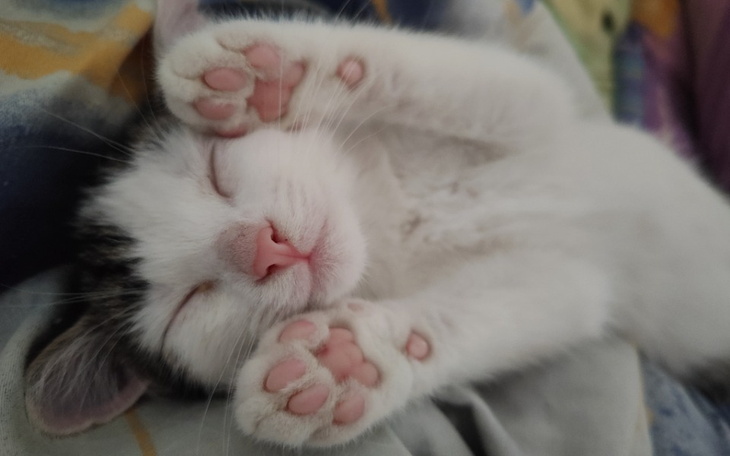 Zbiórka Sterylizacja kotki Marvelka - zdjęcie główne