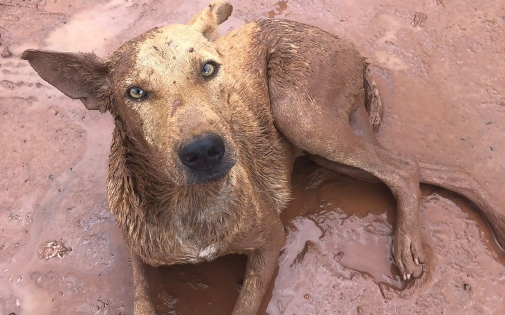 Brudny pies leżący w błocie, z wyrazem smutku na twarzy.