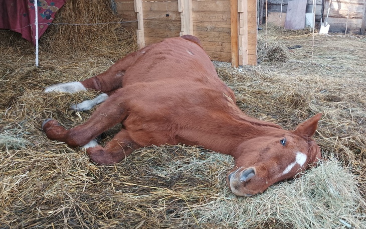 Brązowa krowa leży na sianie, odpoczywając w stajni.