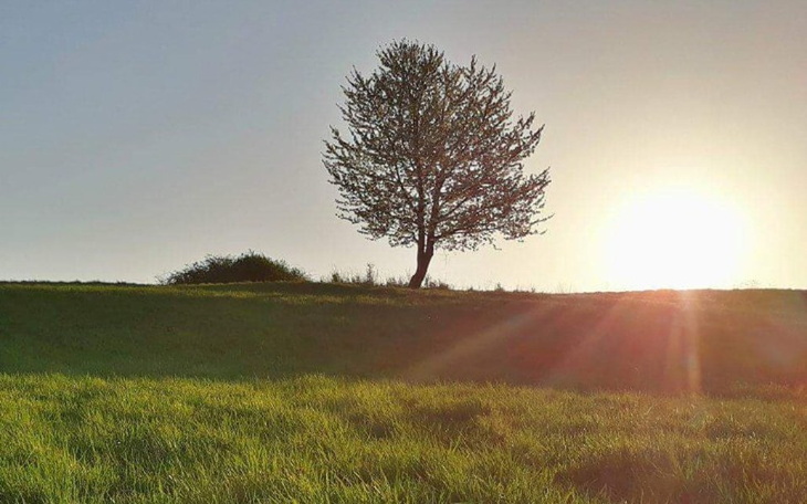 Zbiórka Nowe płuca dla Ziemi - zdjęcie główne