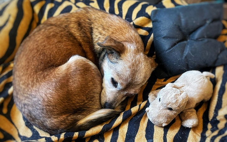 Mały piesek zwinięty w kłębek na poduszce w paski.