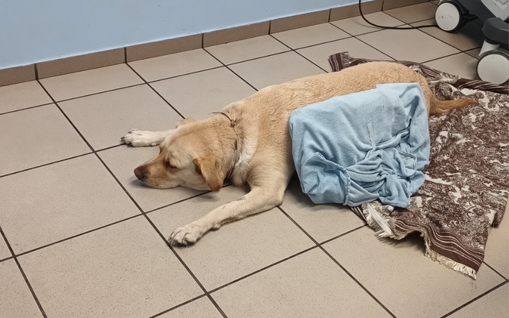 Zbiórka 4-letnia Nela walczy o życie - zdjęcie główne