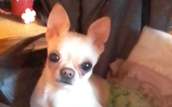 Zbiórka Potrzebuję pomocy dla mojego psa - zdjęcie główne