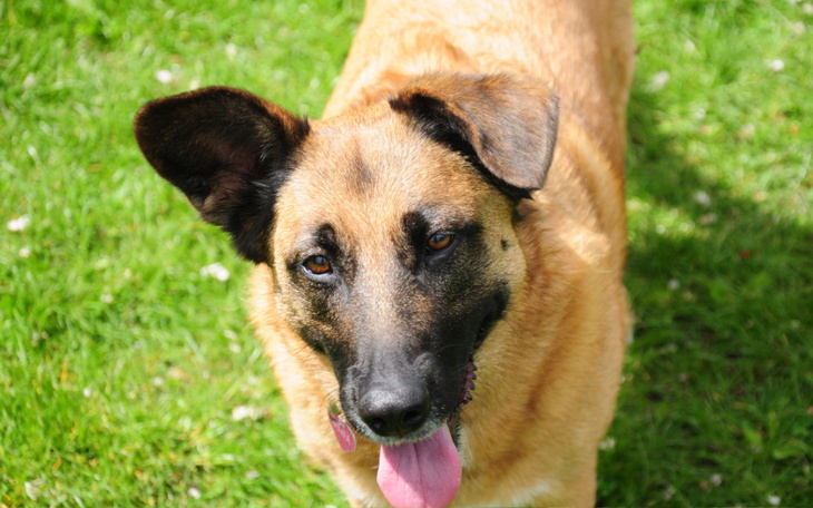 Zbiórka Zbieramy na operację dla Giby - zdjęcie główne