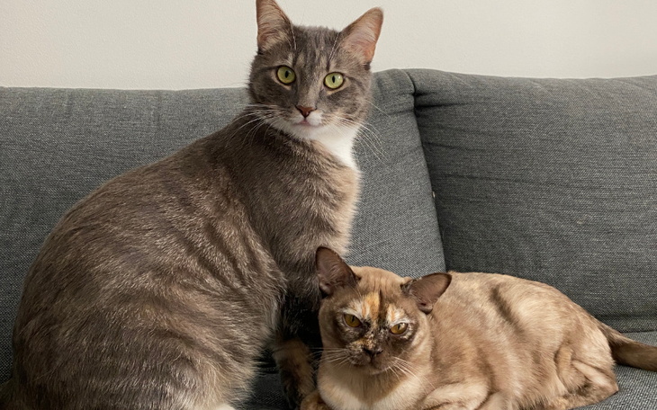 Zbiórka Maurycy - zapalenie otrzewnej - zdjęcie główne