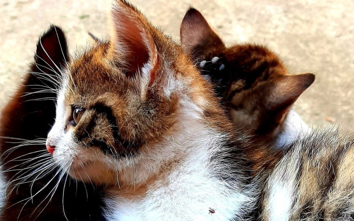 Zbiórka Pilna pomoc dla kociaków - zdjęcie główne